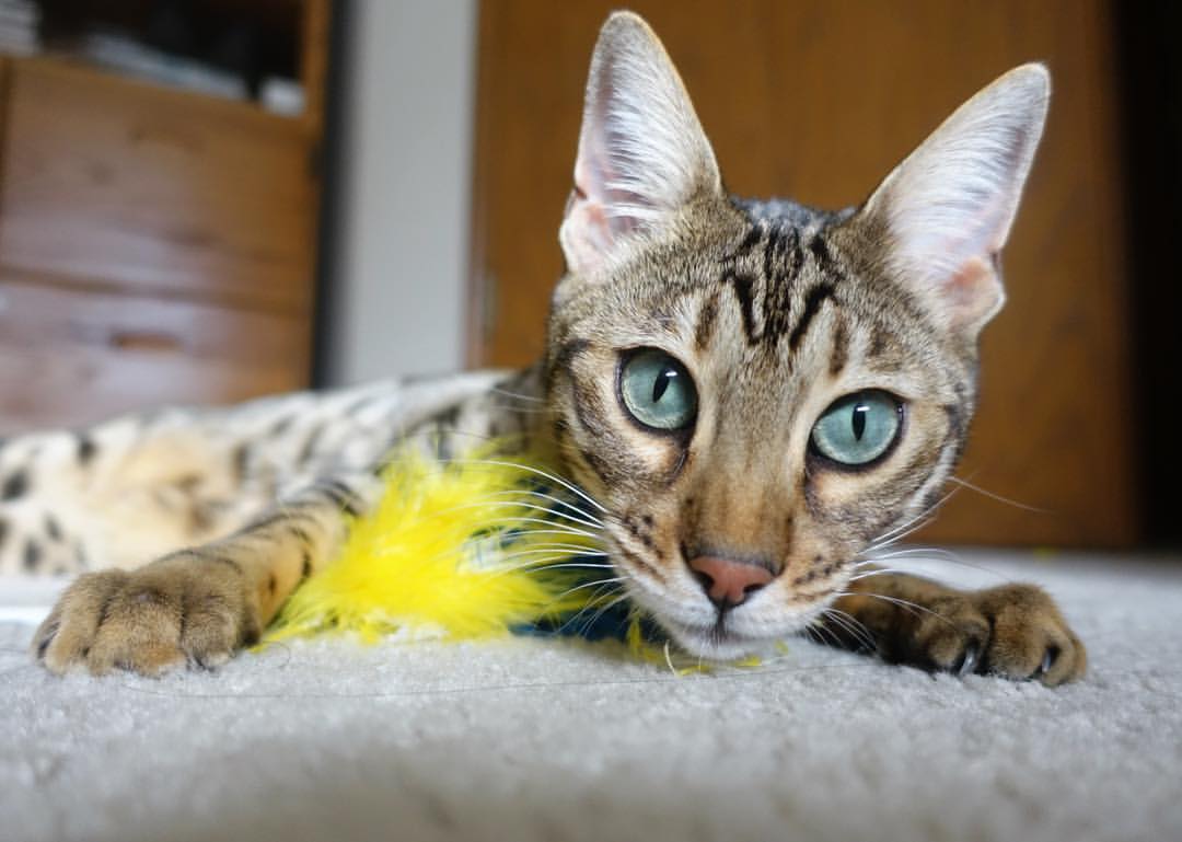 “霍斯特挑战世界顶级防守,助力南非羚羊队战胜强敌”