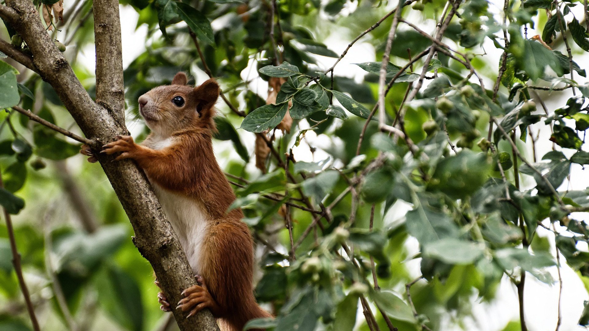 开云电竞-都灵运用背身点结合持续渗透防线